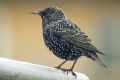 Sturnus vulgaris